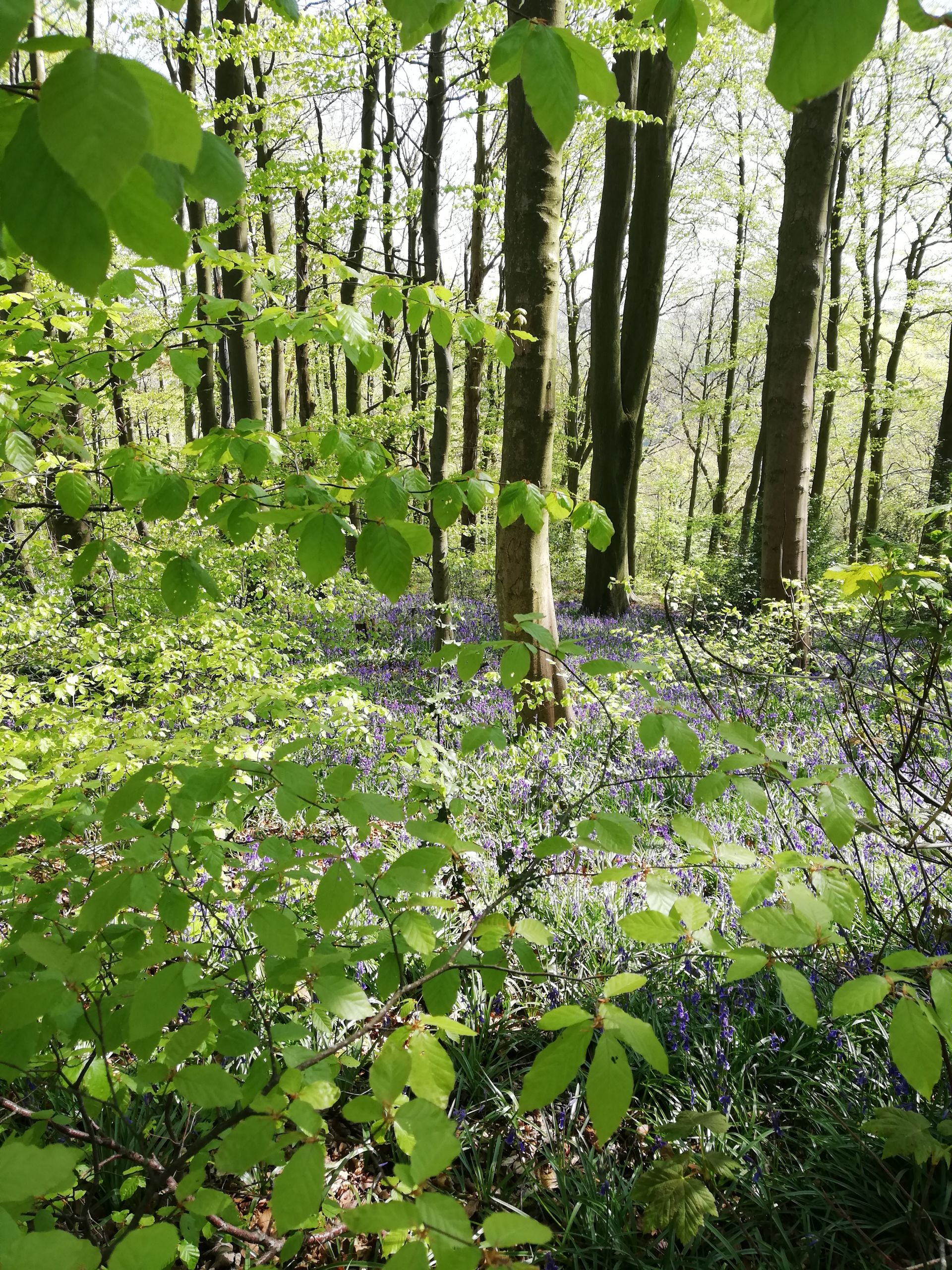 Bluebells in Linacre woods